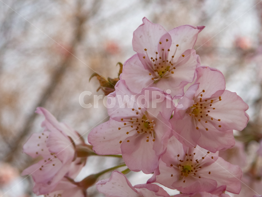 봄,벚꽃,분홍,spring,cherry,blossom,pink