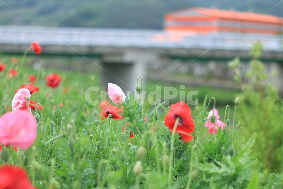 여름,시작,양귀비,위안,꽃,식물,자연,plants,nature,꽃,flower