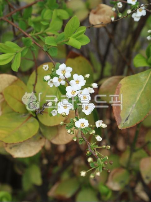 poppytree,poppyflower,spirea tree,bolssom,spirea flower,whiteflower,flower