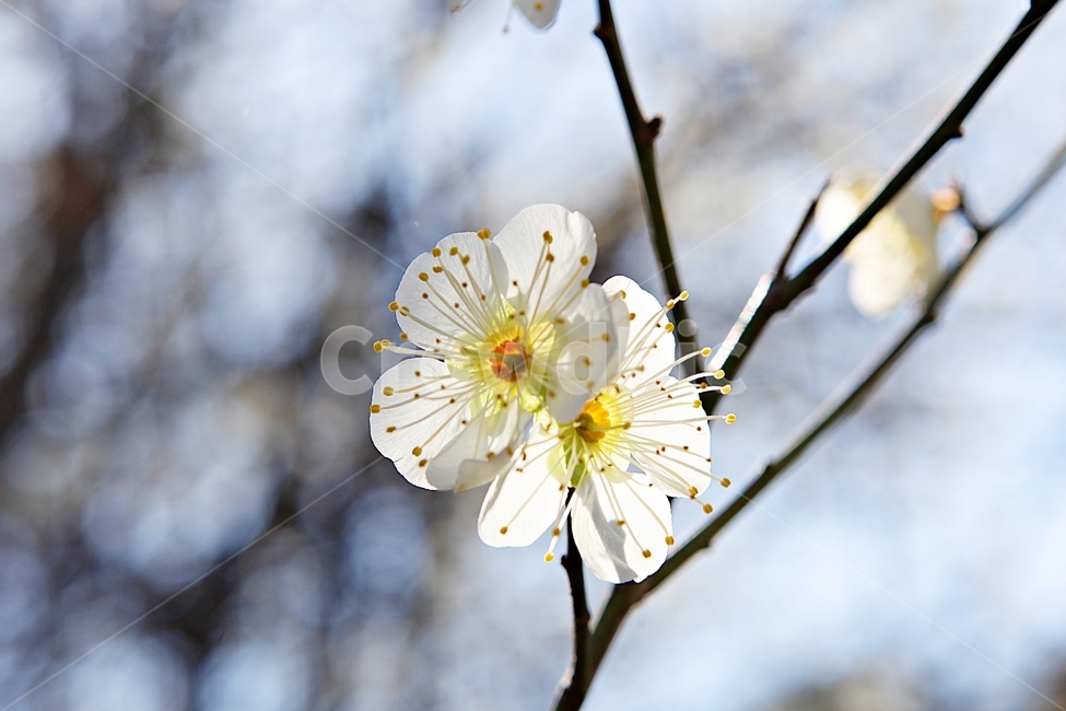 매화꽃,매화,꽃,꽃잎,봄꽃,봄,식물,자연,공원,식물,자연,plants,nature,꽃,flower
