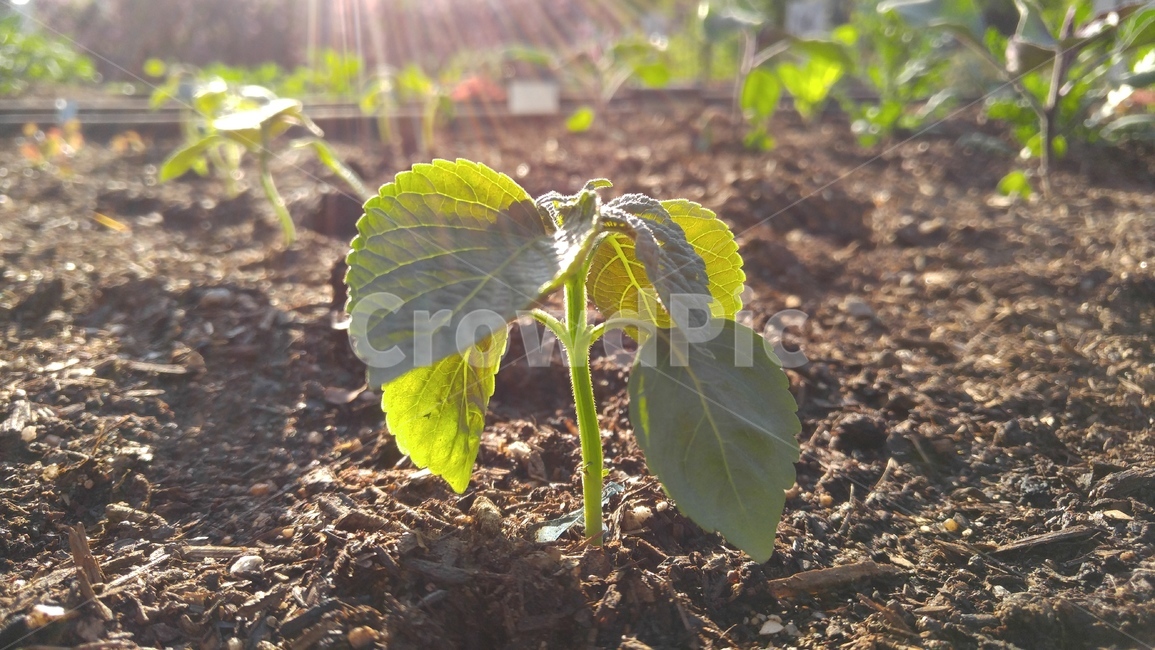 깻잎,빛,그린,녹색,갈색,흙,식물,텃밭,도시텃밭,어린,perillaleaf,bright,green,brown,vegetablegarden,urbangarden,soil,plant
