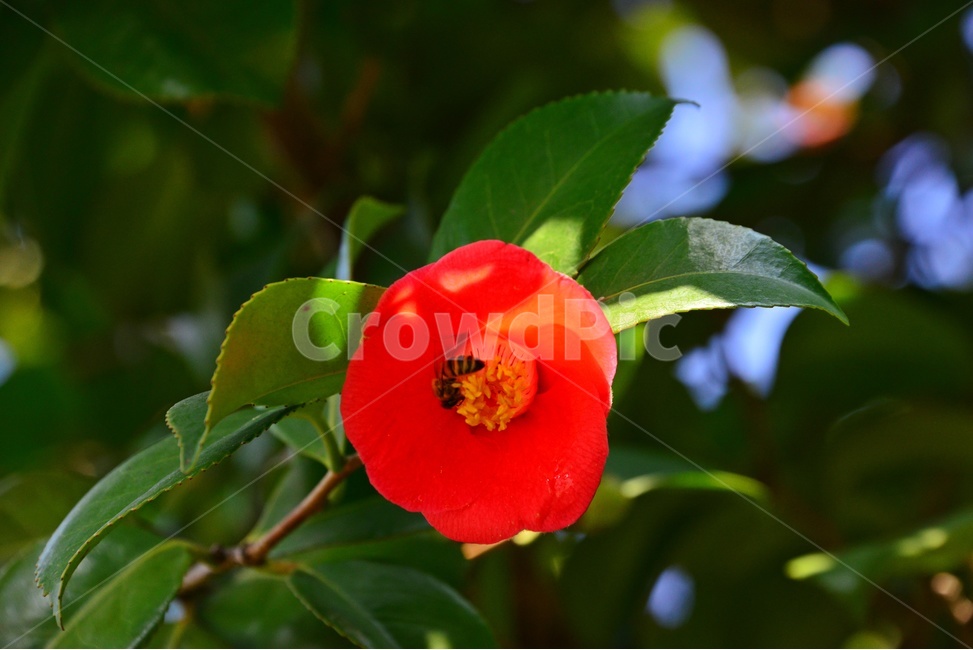 plant,식물,flower,rose,blossom,꽃,봄,계절,장미,bee,벌,insect,곤충,식물,자연,plants,nature,꽃,flower
