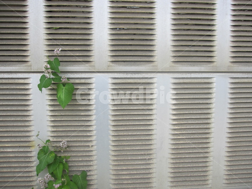 담벼락,담,벽,담쟁이,덩굴,식물,잎사귀,leaf,ivy,잎,담쟁이덩굴,자연,회색,초록,식물,자연,plants,nature,꽃,flower,건축물,건물외관,exterior,building,structure,architecture,construction
