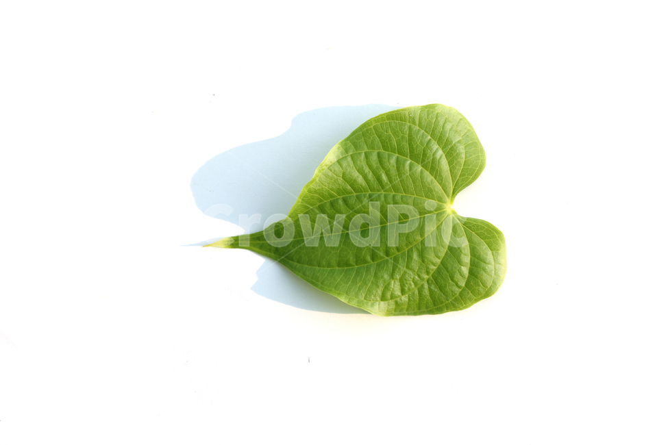 closeup,fresh,green,heart,heartshape,leaf,leaves,natural,nature,plant,sponge gourd,클로즈업,신선한,그린,녹색,하트,하트모양,모양,하트잎,잎,나뭇잎,잎사귀,초록색,자연,식물,수세미잎,흰배경,그림자,식물,자연,plants,nature,누끼,remove background