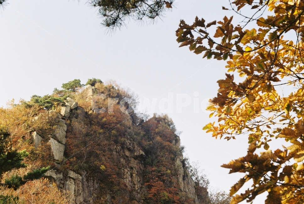 관악산,자연,나무,가을,갈색,가을,계절,fall,autumn,season,자연,풍경,nature,landscape,한국자연풍경,한국자연경관,korea nature landscape,plant,식물,tree,leaf,잎