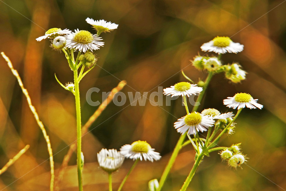개망초,계란꽃,치학초,왜풀,annualfleabane,통꽃,쌍떡잎식물,식물,자연,plants,nature,꽃,flower