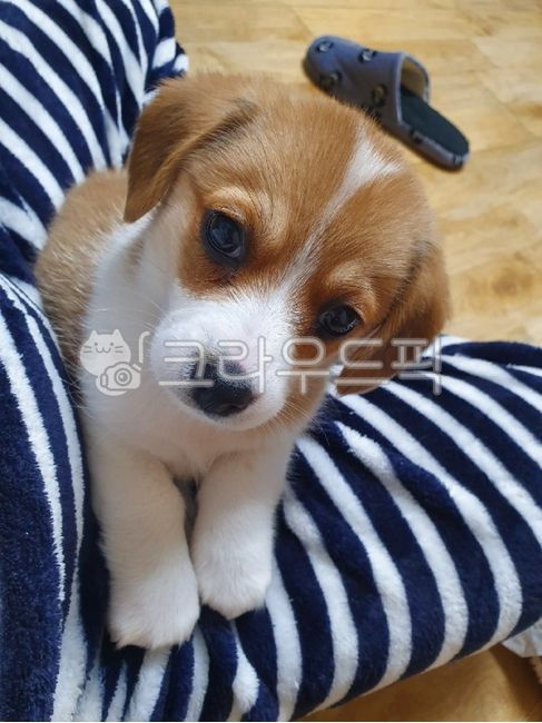 강아지,pet,귀여운강아지,puppy,힐링,애완동물,시골강아지,아기강아지
