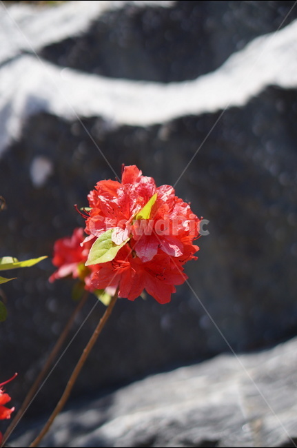 영산홍,빨강,빛,연두잎,정열,식물,자연,plants,nature,꽃,flower