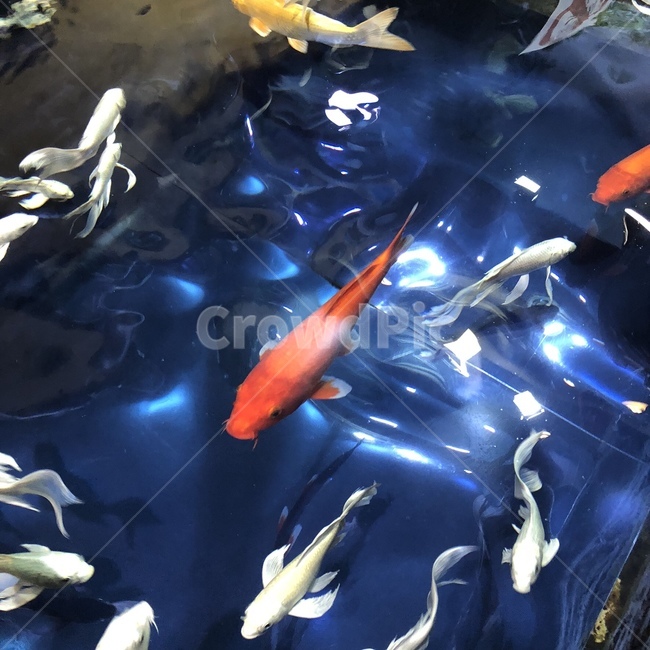 붕어,금붕어,물고기,생선,붕어떼,동물,animal,어류,물고기,fish