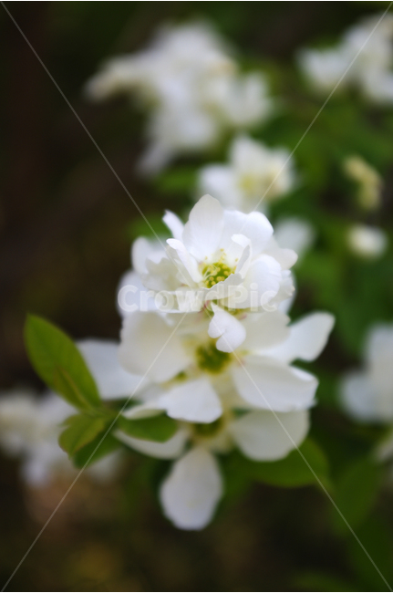 식물,flower,plants,nature,꽃,꽃봉오리,가침박달,식물,자연,plants,nature,꽃,flower