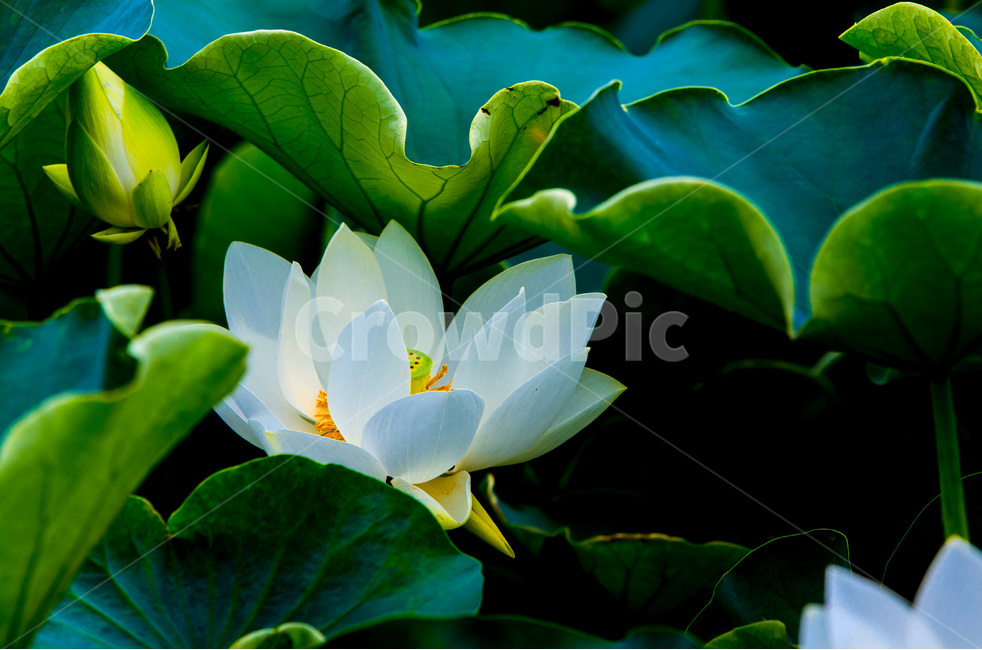 연꽃,연잎,문양,무늬,습지,자연,식물,자연,plants,nature,꽃,flower