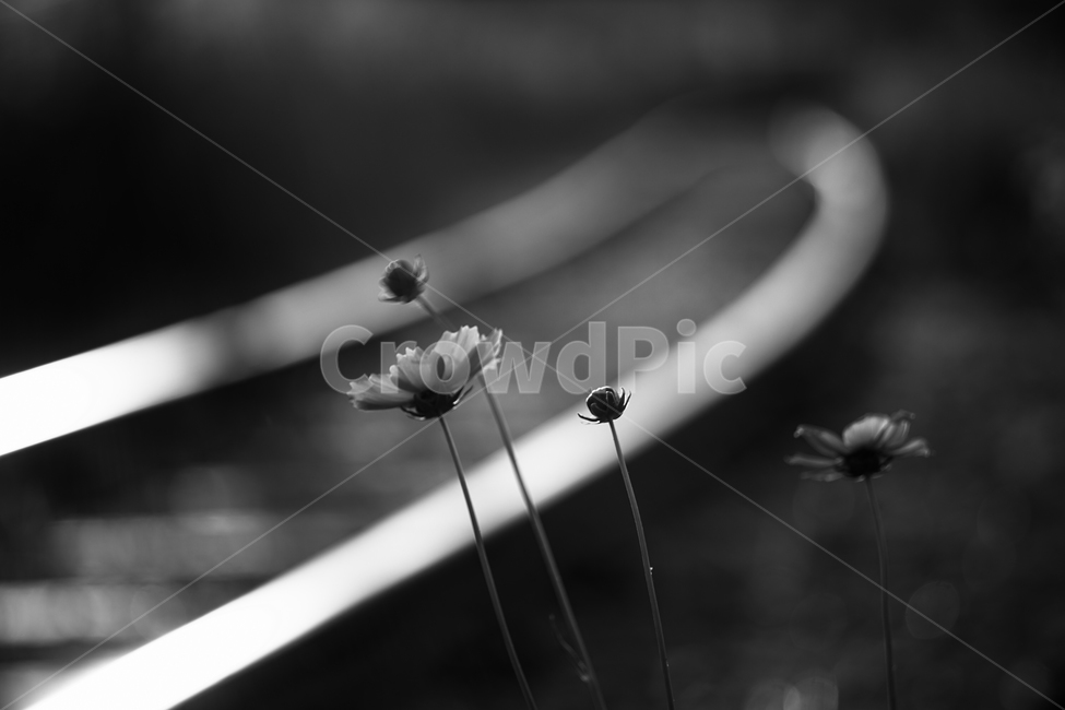 꽃,철길,야생화,저녁빛,레일,자연,들꽃,식물,자연,plants,nature,꽃,flower,흑백,모노톤,monochrome,black and white