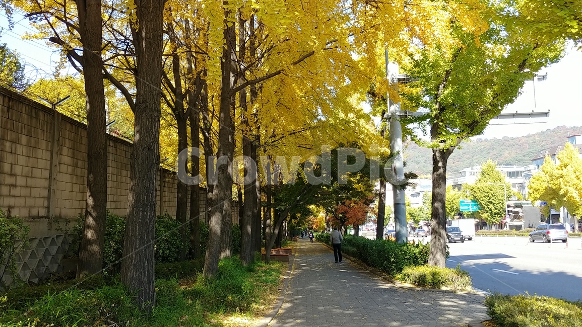가을,거리,은행나무,노란색,그림자,맑은날,나무,가로수길,도로,풍경,가을,계절,fall,autumn,season,사람,인물,인간,human,person,tree,tree trunk,나무 줄기,plant,식물