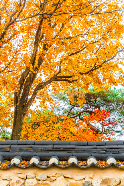 단풍,기와,낙엽,고택,민속마을,전통가옥,가을,계절,fall,autumn,season,한국전통,한국문화,korean traditional,korean culture,식물,자연,plants,nature,나무,trees,wood,건축물,건물외관,exterior,building,structure,architecture,construction,tree,plant,leaf,잎,maple