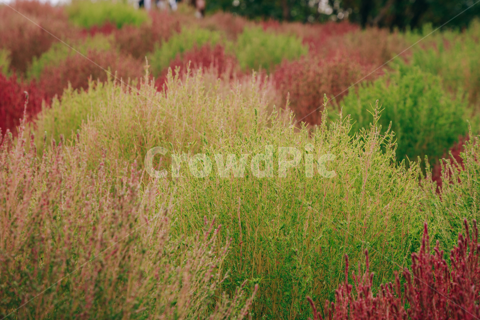 가을,식물,자연,분홍,댑싸리,코키아,가을,계절,fall,autumn,season,식물,자연,plants,nature,plant,grass,잔디