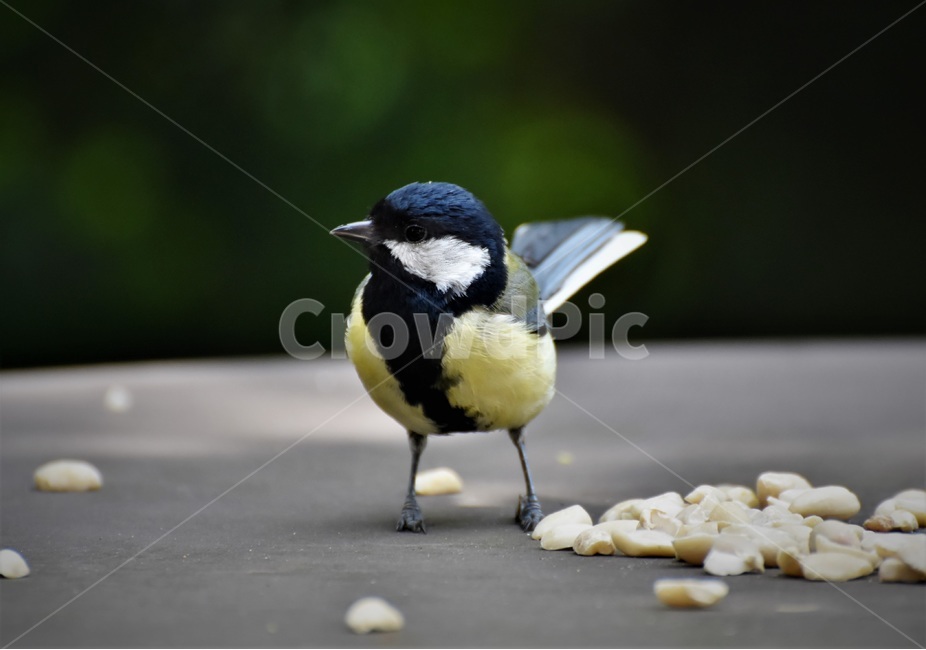 새,조류,애완동물,깃털,부리,동물,animal,조류,새,birds