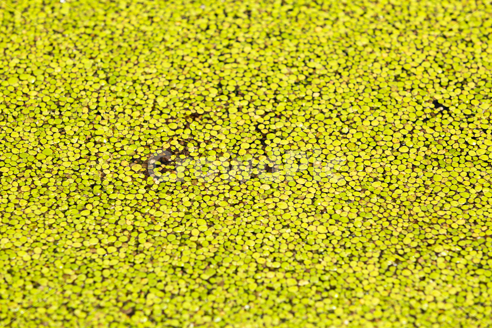 풀,늪,수풀,자연,노란,식물,자연,plants,nature