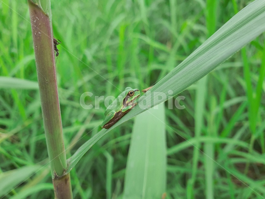 개구리,동물,양서류,frog,animal,보호색,초록,green,파충류,양서류,reptile,amphibian
