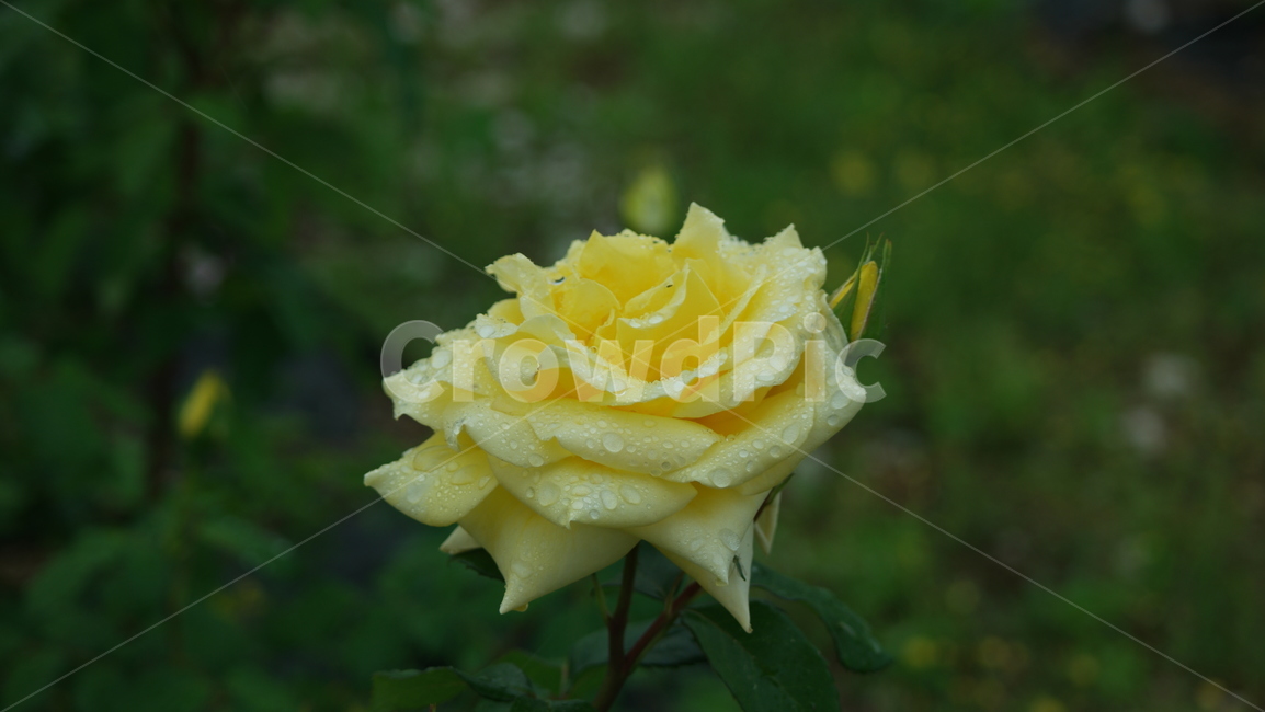 장미,장미원,장미꽃,백장미,로즈,로즈가든,식물,자연,plants,nature,꽃,flower