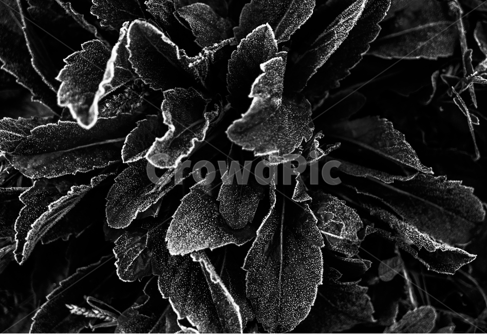 식물,화초,서리,가을,새벽,자연,식물,자연,plants,nature,흑백,모노톤,monochrome,black and white