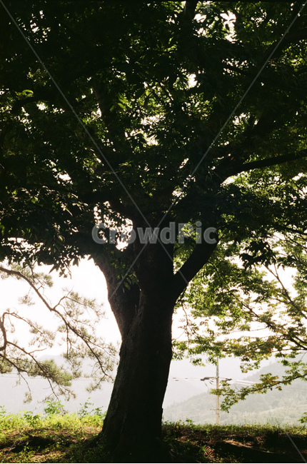 나무,역광,하나,잎,tree,클로즈업,외로움,어두움,dark,one,식물,자연,plants,nature,나무,trees,wood
