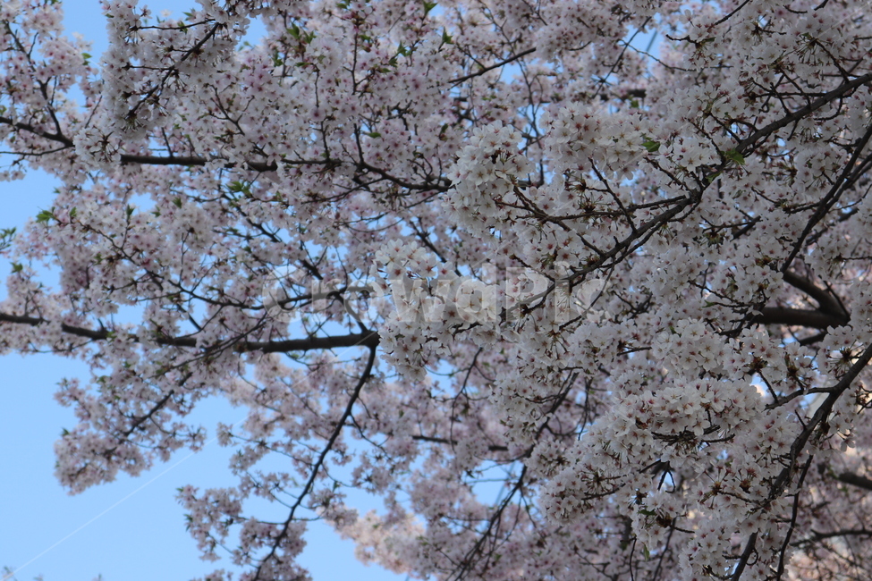 벚꽃,4월,봄,맑음,하늘,봄내음,풍경,꽃,봄,계절,spring,season,식물,자연,plants,nature,꽃,flower,plant,blossom