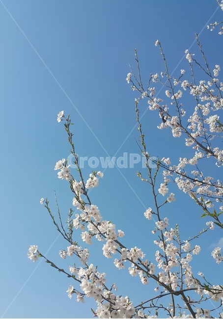 벚꽃,꽃,하늘,하얗다,봄,sky,blue,cherryblossoms,spring,white,flower,나무가지,branch,파란,봄,계절,spring,season,식물,자연,plants,nature,꽃,flower,plant,blossom