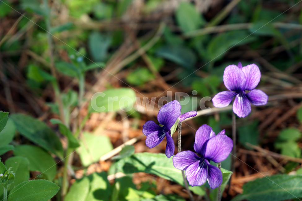 제비꽃,manchurian,violet,자연,식물,plant,꽃,쌍떡잎,순진한,사랑,꽃말,보라색,viola,mandshurica