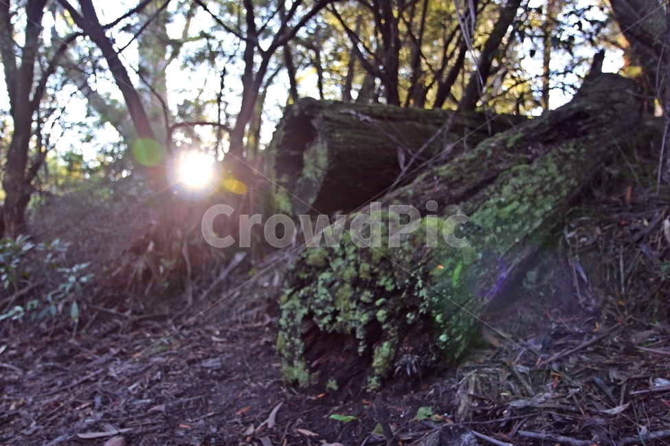 시드니,블루마운틴,캠핑,bluemountain,시드니근교,자연,풍경,nature,landscape,식물,plants,나무,trees,wood,light,빛,flare,플레어