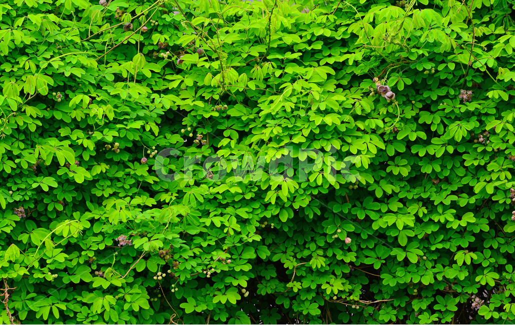 봄이미지,새순,나무순,으름덩굴,덩굴식물,식물,green,tree,plants,pattern,패턴,싱그러운,초록물결,봄날,가득,배경,바탕화면,백그라운드,background,힐링,야생화,들꽃,산에피는꽃,나무꽃,토종,우리꽃,봄,계절,spring,season,식물,자연,plants,nature,leaf,잎,plant