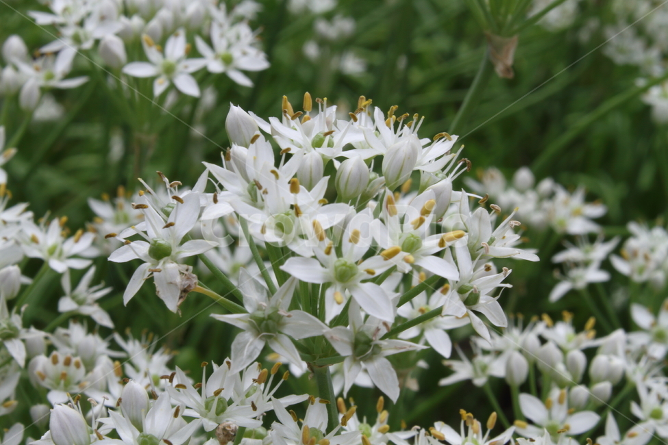 부추,정구지,부추꽃,식물,garlicchive,식물,자연,plants,nature,꽃,flower