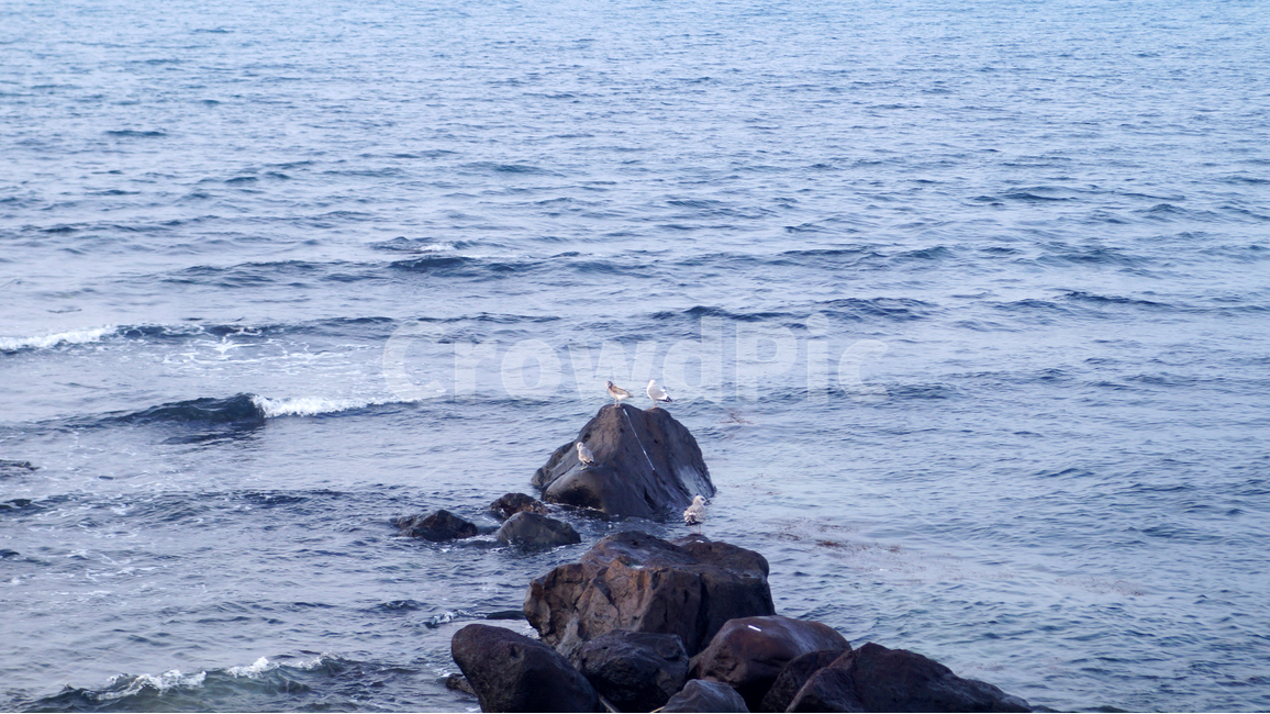 갈매기,제주,바다,파도,돌,새,자연,풍경,nature,landscape,동물,animal,조류,새,birds,promontory,곶,rock,록