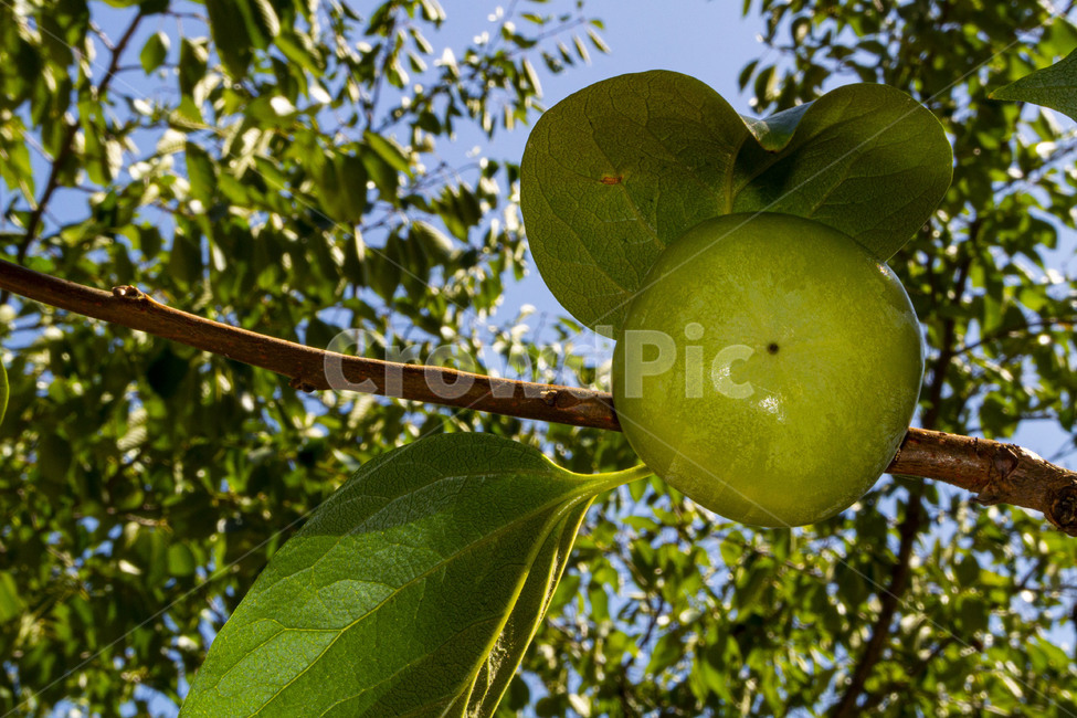 감,감나무,감잎,persimmon,persimmontree,과일,식물,fruit,과일,열매,fruit