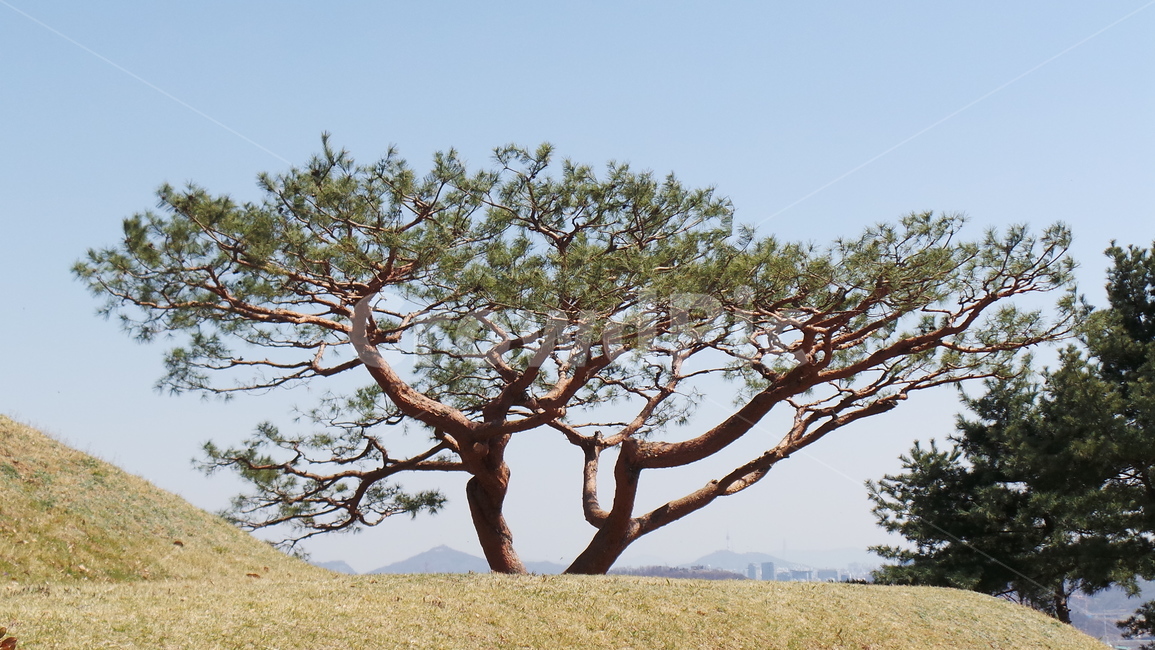 소나무,솔나무,나무,tree,식물,우아한