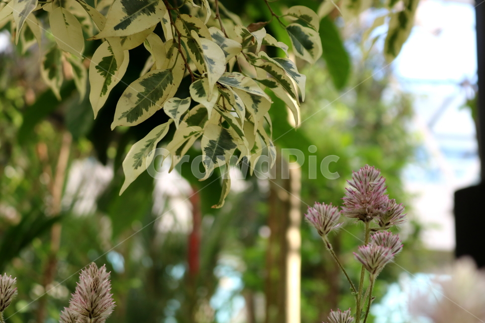 nature,Air purifying plants,tree,Benjamins Rubber Tree,rubber tree,Moraceae,Botanical garden,ptylotus,flower,benjamin,Amaranth and,plant,benjamin tree,evergreen shrub