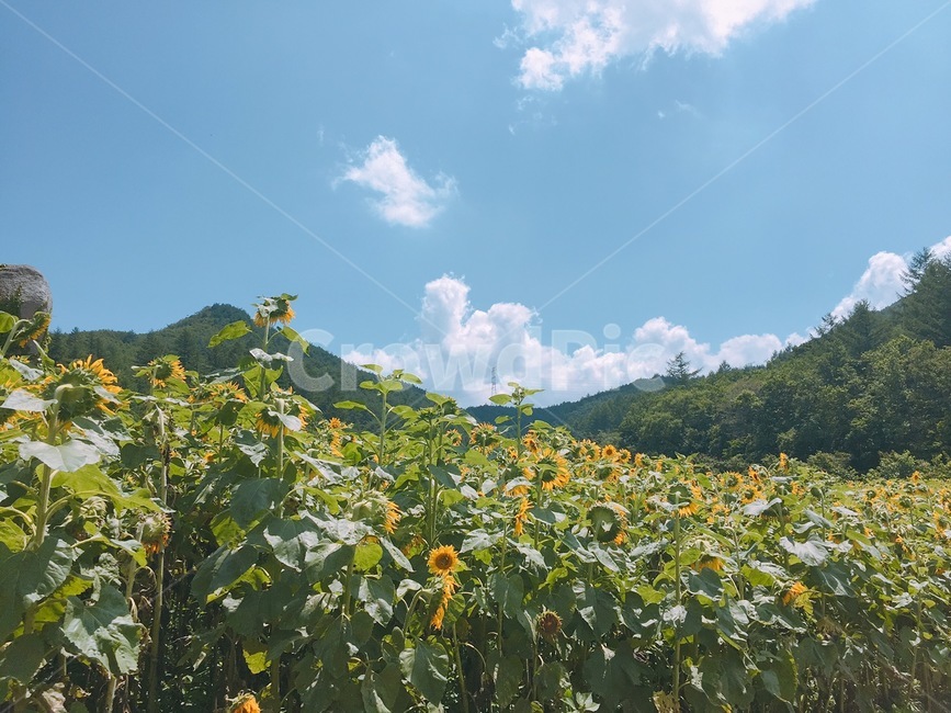 꽃,나무,식물,flower,구름,산,tree,sky,해바라기