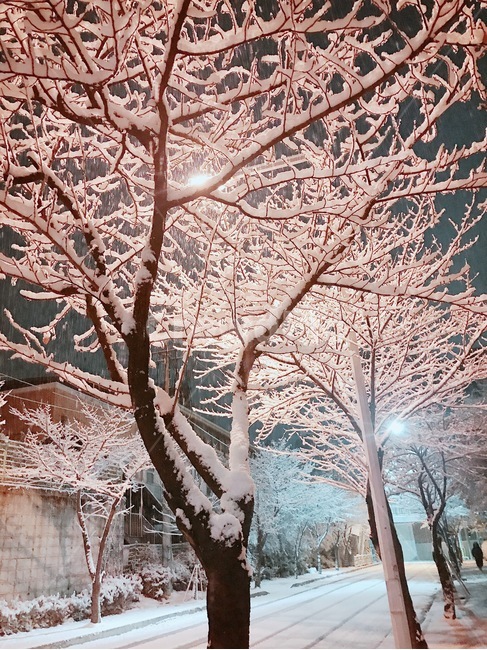겨울,겨울나무,눈내린나무,눈,winter,snow,겨울,계절,winter,season