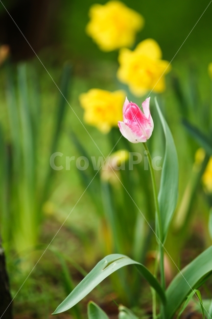 식물,꽃,튤립,분홍,대비,색감,Tulip,수선화,노랑,녹색,식물,자연,plants,nature,꽃,flower
