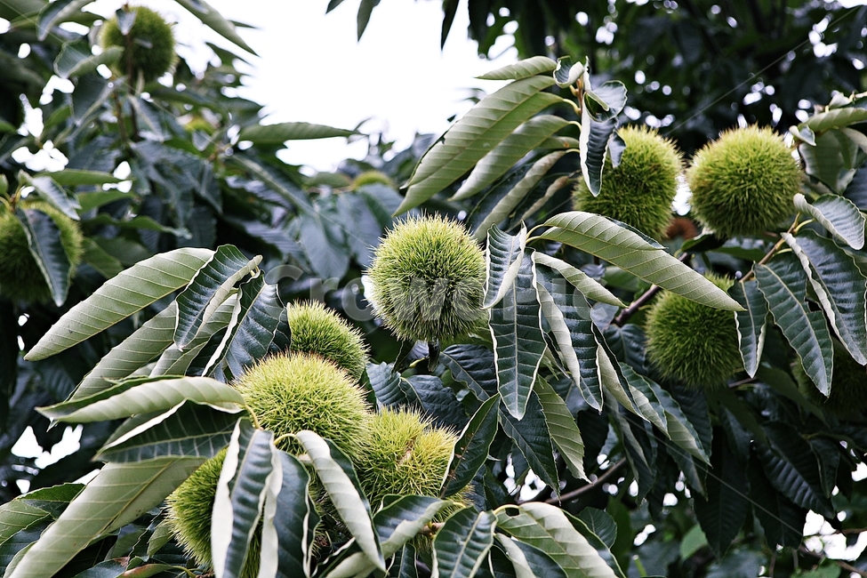 밤송이,밤,밤나무,나무,식물,자연,잎,밤나무잎,과일,열매,fruit