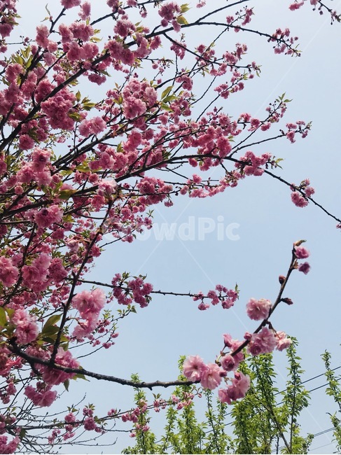 꽃,꽃나무,나무,봄,flower,aflowertree,tree,spring,봄,계절,spring,season,식물,자연,plants,nature,꽃,flower,plant,blossom,cherry blossom,벚꽃