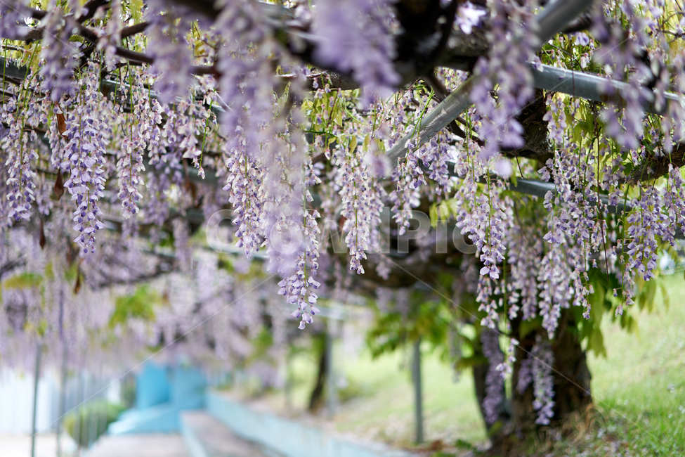 등나무,등나무꽃,보라색,꽃,등꽃,학교,보라빛,감성,봄,계절,spring,season,식물,자연,plants,nature,꽃,flower,plant
