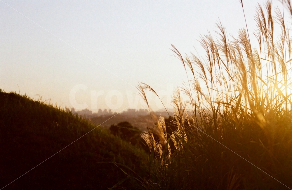 갈대,고분군,불로동고분군,노을,고분,가을,계절,fall,autumn,season,식물,자연,plants,nature,휴식,힐링,rest,relaxation,healing,감성,sensible,feeling,plant,grass,잔디