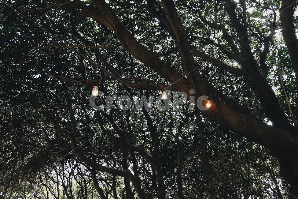 나무,자연,조명,풍경,감성,식물,자연,plants,nature,나무,trees,wood