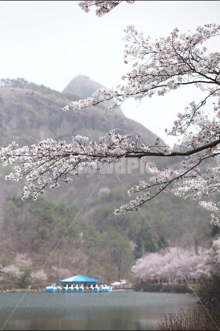 벚꽃,마이산,호수,봄,흐림,풍경,산,봄,계절,spring,season,자연,풍경,nature,landscape,한국자연풍경,한국자연경관,korea nature landscape,식물,plants,꽃,flower,plant,blossom,cherry blossom