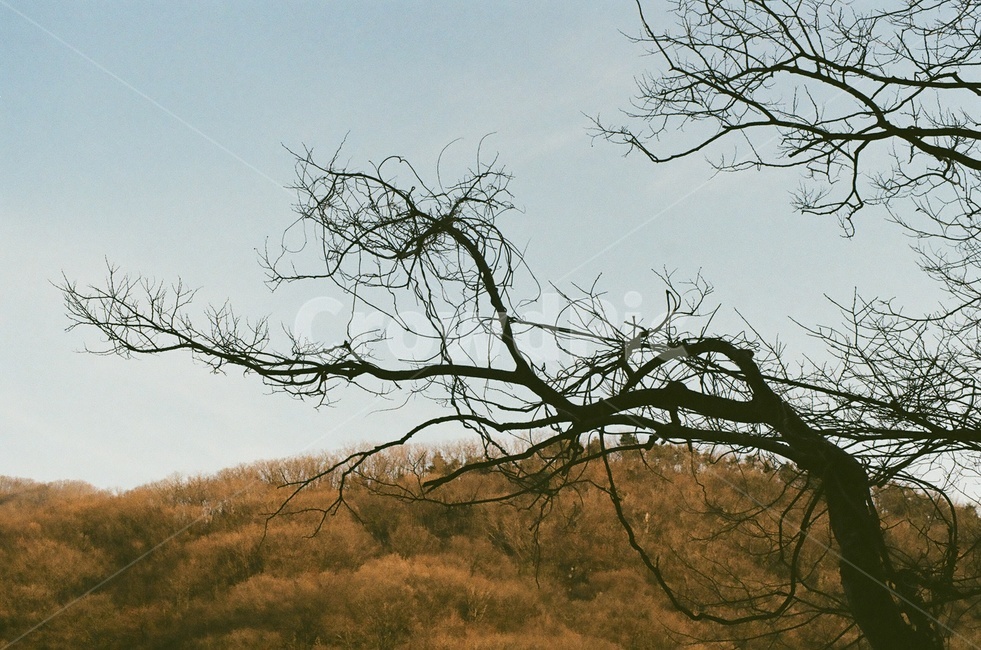 나무,자연,산,tree,mountain,자연,풍경,nature,landscape