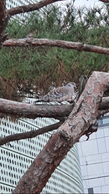 새,아키피터,비둘기,산비둘기,소나무,동물,bird,animal