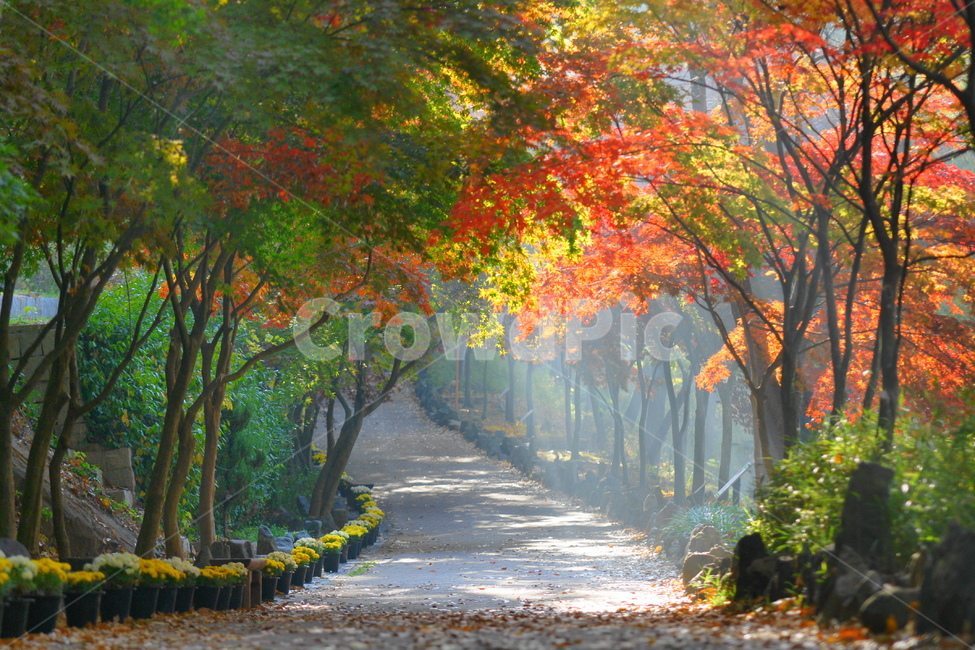 가을,단풍,터널,울긋불긋,감성,가을,계절,fall,autumn,season,자연,풍경,nature,landscape,plant,식물,leaf,잎,tree,나무