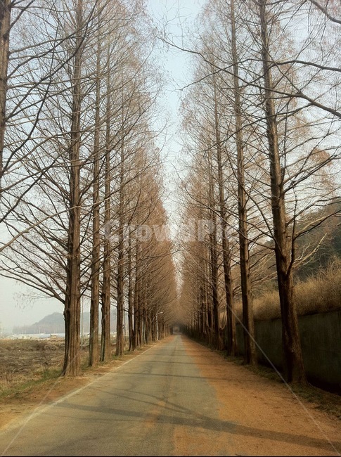 메타세과이어,메타세콰이어길,풍경,담양메타세콰이어길,가을풍경,가을,계절,fall,autumn,season,자연,풍경,nature,landscape,한국자연풍경,한국자연경관,korea nature landscape,plant,식물,tree,나무,road,도로