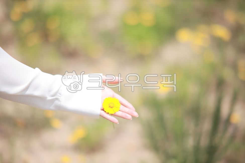 금계국,손,여자손,손가락,꽃반지