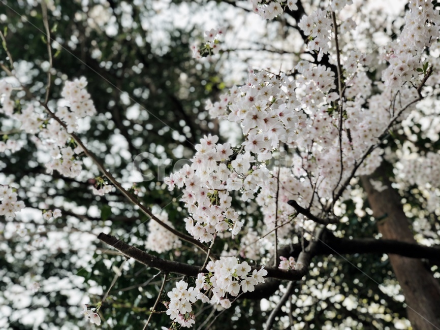 벚꽃,cherryblossom,꽃,봄꽃,봄이미지,flower,식물,spring